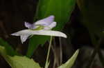 Longspur violet